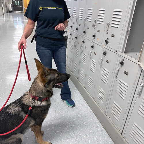 Bomb detection dog seeking explosives, guns, and drugs in a school environment (at the lockers).