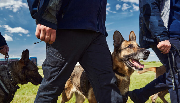 Men walking with their german shepherd K9's outside representing the dog detection services offered by K9 Outlook.